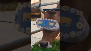 why do cows wear vr glasses 😯 [upl. by Karsten616]