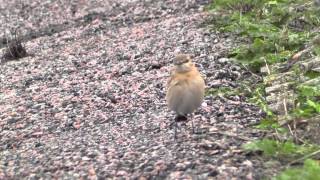 Izabeltapuit  Isabelline Wheatear [upl. by Ogilvie]