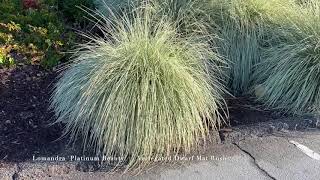 Lomandra Platinum Beauty [upl. by Marcos]