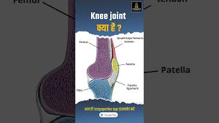 Knee joint structure and actions  Anatomy of the knee joint kneejoint anatomy structure [upl. by Michon]