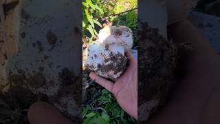 Espectacular GuRuMeLo 🍄 amanita gurumelos mushroom nature funghi micologia fungus 2024 [upl. by Eedahs357]