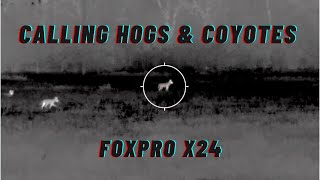 Triple With The FoxPro X24  Calling Hogs and Coyotes [upl. by Smada]