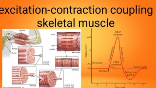 mucle excitation contraction couplingphysiology lecture 7 [upl. by Naired]