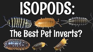 Isopods The Best Pet Invertebrates [upl. by Aicenod]