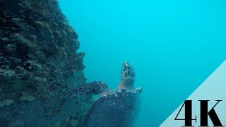 Snorkeling in Vieques  Puerto Rico  Shot In 4K [upl. by Adelice]