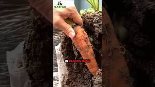 How to Grow Carrots in Plastic Bags  Its Very Easy [upl. by Lynnette]