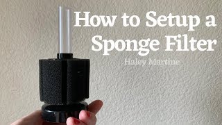 How to Setup a Sponge Filter  Haley Martine [upl. by Tteve]