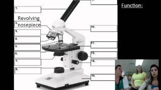 Microscope Parts and Functions [upl. by Weston]