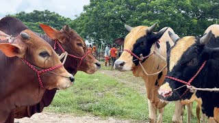 cow unloading cow videos cow video big cow goru hamba cow Ep  324 [upl. by Annodahs]