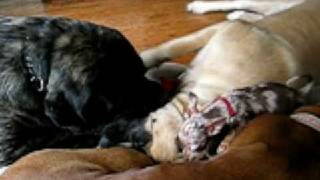 Dogfight Two English Mastiffs totaling 400 lbs vs One 3 lb Chihuahua [upl. by Deeas843]