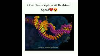 gene transcription real speed [upl. by Kalli]