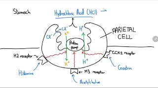 Proton Pump Inhibitors Explained in 4 Minutes [upl. by Ahseek108]