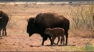 Caprock Canyon Bison Project  Fossil Rim Wildlife Center [upl. by Akeemahs]