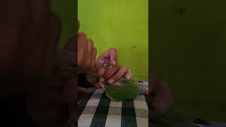 Playing with Sun Conure [upl. by Eronel]