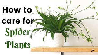 Spider Plant Care Guide [upl. by Rebekah667]