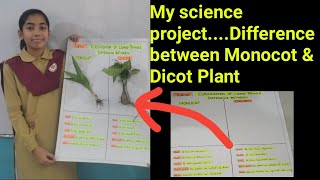 My Science ProjectDifference between Monocot amp Dicot plant [upl. by Loggins]