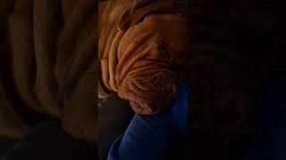 He sleeps like a cartoon dog doglover cutedog cuteanimals shorts [upl. by Airtal]