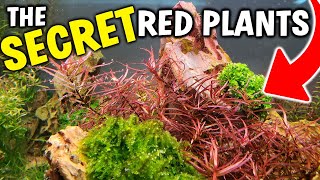 The SECRETS To Growing RED AQUARIUM PLANTS [upl. by Pachston323]