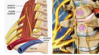 Anatomy and function of cervical nerve C6 [upl. by Giliana]