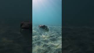 When you make a very clingy friend on a dive 😂 ocean baja bajacalifornia diving [upl. by Lecroy300]