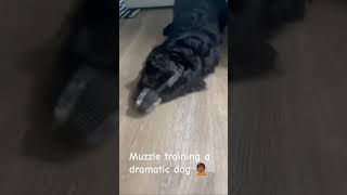 Muzzle training a dramatic dog🤦🏾 [upl. by Darnoc]