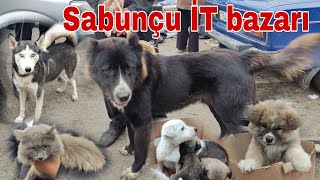 Sabunçu İT bazarı 141121 sabuncuitbazari sabuncubazari mubarizemintv [upl. by Keraj]