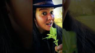 How to ID Goosefoot or Lambs Quarters foraging plantmedicine bushcraft survival [upl. by Lunette]