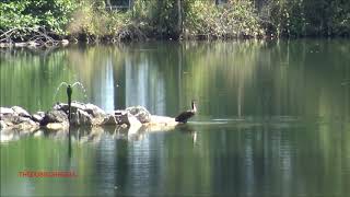 IL CORMORANO AL LAGO GIURDAN A BOVES CN SAB 22  8  2020 [upl. by Laws634]