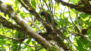 Painted Parakeet Pyrrhura picta picta French Guiana [upl. by Lewison]