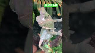 高冠變色龍可愛動物 爬蟲 變色龍 動物 [upl. by Darryl381]