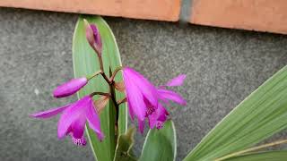 Bletilla striata  orchidej vzpřímená dnes na zahradě Václav Kovalčík květen 2024 Zlín [upl. by Namlaz258]