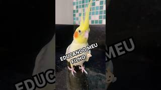 Comedouro para pássaros fácil de limpar • Educando a calopsita 😇😂🤣 [upl. by Eiboj]