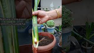 Snake plant variegated Re poting pleasesubscribemychannel fypシ゚viral nature [upl. by Alamac937]