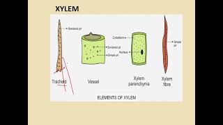 class 9 complex permanent tissues [upl. by Haimes]