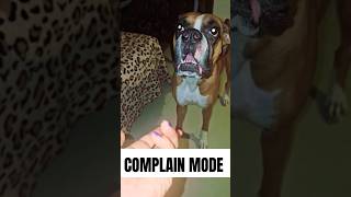 🔥Boxer Complain Mode trending shortsfeed viral shorts doglover boxer [upl. by Ainitsirk]