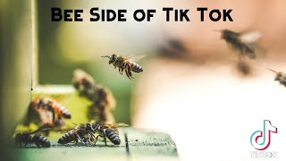 Bee Side of Tik Tok [upl. by Kamat]