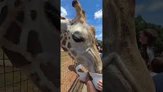 Feeding Giraffe in Lazy 5 Ranch Safari shorts [upl. by Iinde]