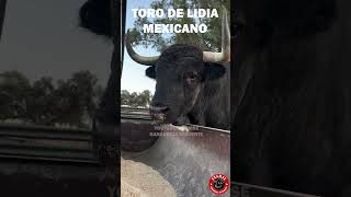 Toro de lidia mexicano campo toro finca mexico mexicano [upl. by Gefell]