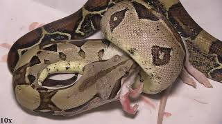 91st Venezuelan Red Tail Boa Feeding Ahsoka Tano Snips 6th FT Medium Rat 1amp10x Speeds 10 8 2024 [upl. by Meris]