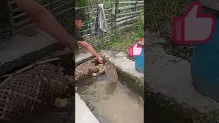 Transportation of ducklings in bamboo baskets [upl. by Elvah]