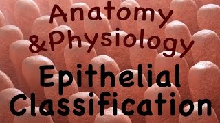 Integumentary System  Epithelial Classification 0602 [upl. by Schwitzer]