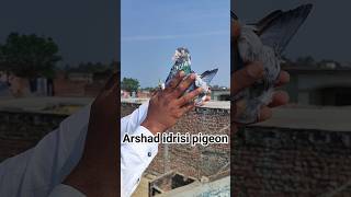 Saharanpuri Kabootar pigeonstatus pigeonvideo arshadidrisi youtubeshorts [upl. by Ingrim648]