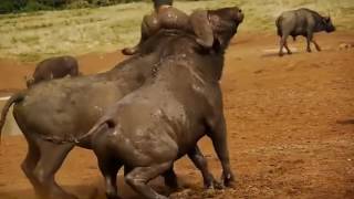 Amazing Bison Fights [upl. by Gnauq]