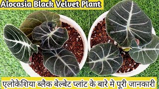 Alocasia black velvet How to grow alocasia plant  care tips for alocasia black velvet plant [upl. by Nedda522]