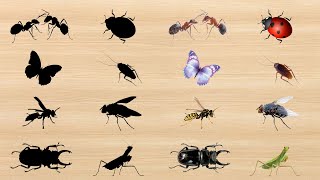 Learn Insect Names  Carpenter Ant Butterfly Wasp Rhinoceros Beetle Ladybug Cockroach  Puzzle Game [upl. by Berriman746]