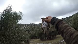 El Zorzal y sus formas de caza Zorzales al salto en la nieve [upl. by Lirva990]