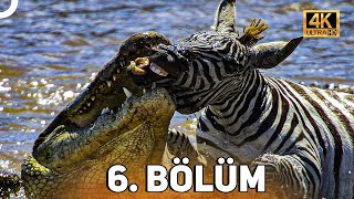 VAHŞİ SERÜVEN 6 BÖLÜM  4K HAYVAN BELGESELİ [upl. by Niuq305]