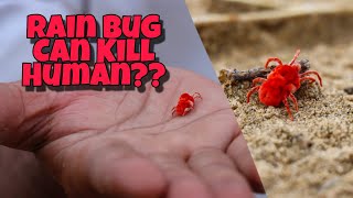 Is Rain Bug Is Dangerous for Human  RED VELVET MITE [upl. by Valli]