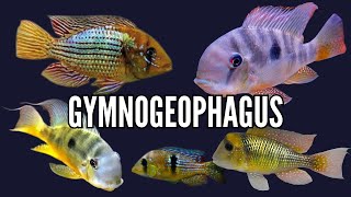 How to Keep Gymnogeophagus Cichlids  Care Guide amp Species Profile [upl. by Adleme143]