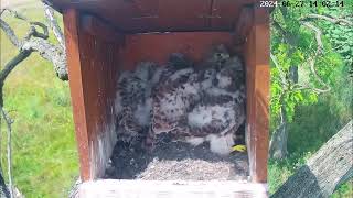 June272024 l Common Kestrel Nest Cam Tiszalök Hungary  Mother birds feeds her babies [upl. by Llednek]